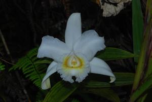 Sobralia virginalis