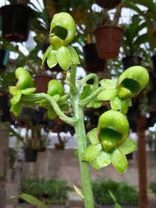 Catasetum socco