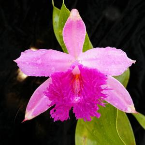 Sobralia wilsoniana