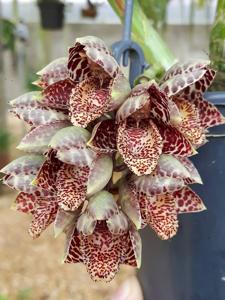 Catasetum denticulatum