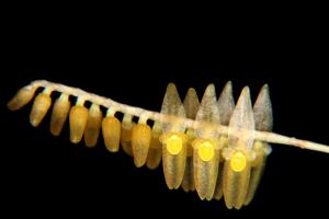 Lepanthopsis floripecten