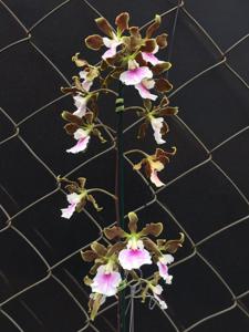 Encyclia randii