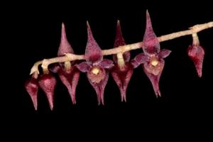 Lepanthopsis prolifera