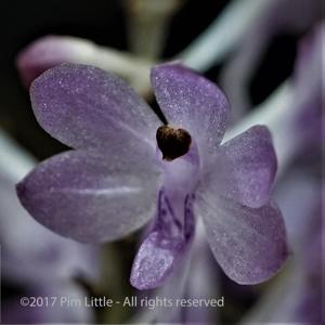 Vanda christensoniana