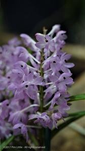 Vanda christensoniana