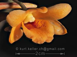 Dendrobium crocatum