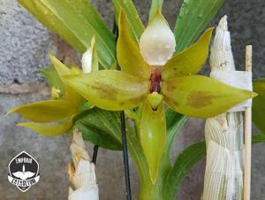 Cycnoches loddigesii