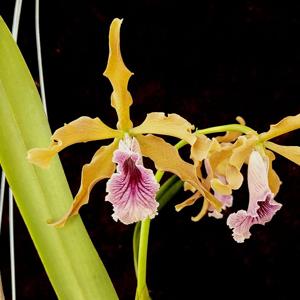 Cattleya grandis