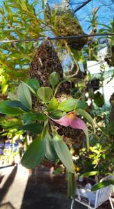 Masdevallia decumana