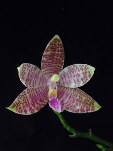 Phalaenopsis hieroglyphica