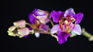 Phalaenopsis pulcherrima