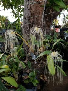 Bulbophyllum medusae