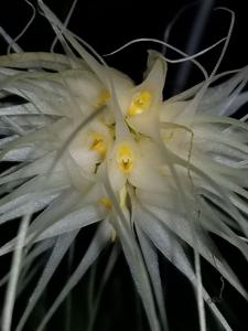 Bulbophyllum medusae