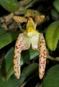 Bulbophyllum lasiochilum