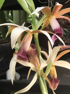 Phaius tankervilleae