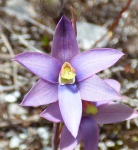 Thelymitra circumsepta