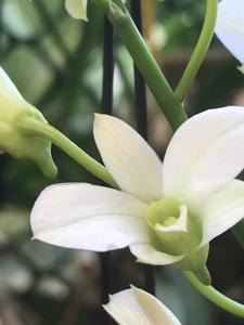 Dendrobium affine