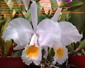 Cattleya schroederae