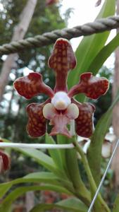 Vanda brunnea