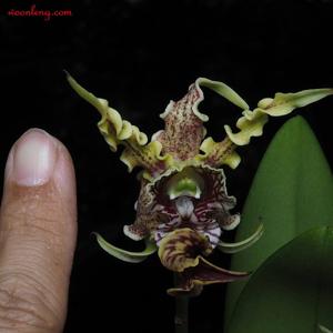 Dendrobium spectabile