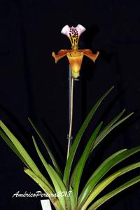 Paphiopedilum gratrixianum