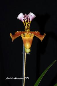 Paphiopedilum gratrixianum