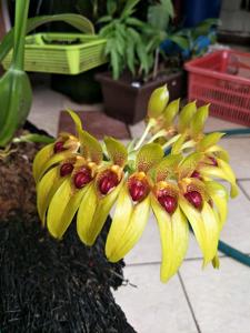 Bulbophyllum graveolens