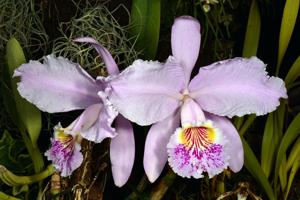 Cattleya lueddemanniana