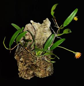 Bulbophyllum odoratissimum
