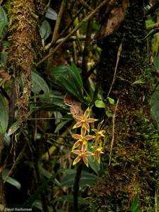 Oncidium mirandum