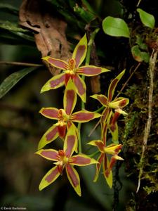 Oncidium mirandum