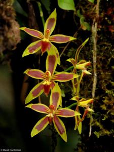 Oncidium mirandum