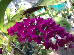 Rhynchostylis gigantea