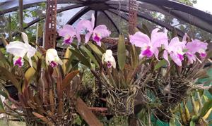 Cattleya lueddemanniana