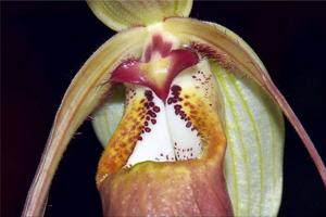 Phragmipedium warszewiczianum