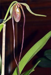 Phragmipedium warszewiczianum