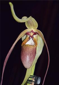 Phragmipedium warszewiczianum