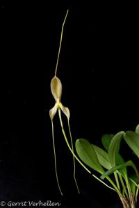 Masdevallia wurdackii