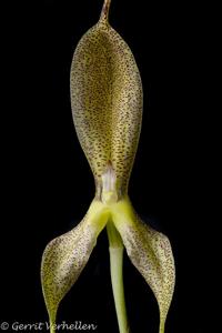 Masdevallia wurdackii