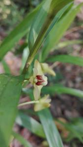 Dendrobium salaccense