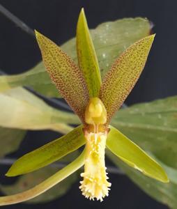 Catasetum cristatum