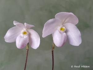 Paphiopedilum thaianum