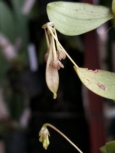 Bulbophyllum physometrum