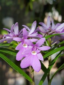 Epidendrum centropetalum