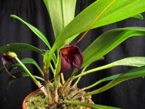 Masdevallia cucullata