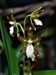 Oncidium maculatum