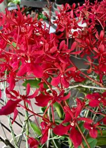 Renanthera philippinensis