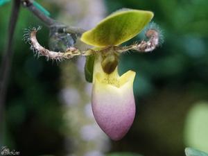 Paphiopedilum moquetteanum