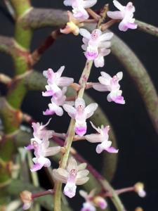 Cleisostoma arietinum