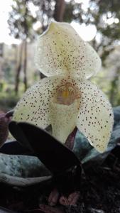 Paphiopedilum concolor